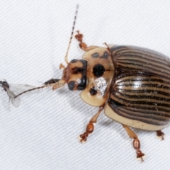 Paropsisterna intacta (Eucalyptus Leaf Beetle) at Paddys River, ACT - 12 Mar 2021 by kasiaaus
