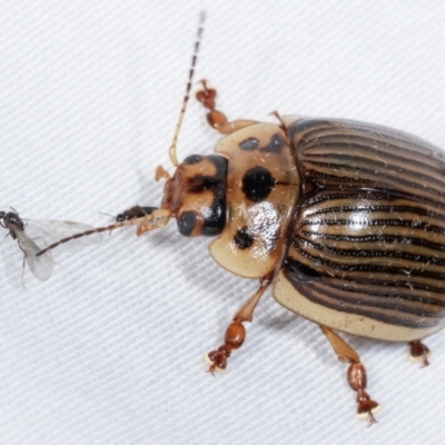 Paropsisterna lignea (Lignea leaf beetle) at Tidbinbilla Nature Reserve - 12 Mar 2021 by kasiaaus