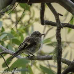 Petroica rosea at Kosciuszko National Park - 6 Mar 2021 by BIrdsinCanberra