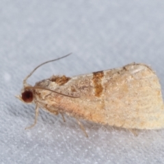 Glyphidoptera insignana (a tufted Tortrix moth) at Paddys River, ACT - 12 Mar 2021 by kasiaaus