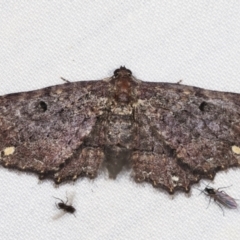 Eccymatoge fulvida (A geometer moth) at Tidbinbilla Nature Reserve - 12 Mar 2021 by kasiaaus