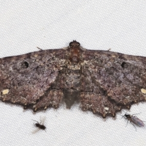 Eccymatoge fulvida at Paddys River, ACT - 12 Mar 2021