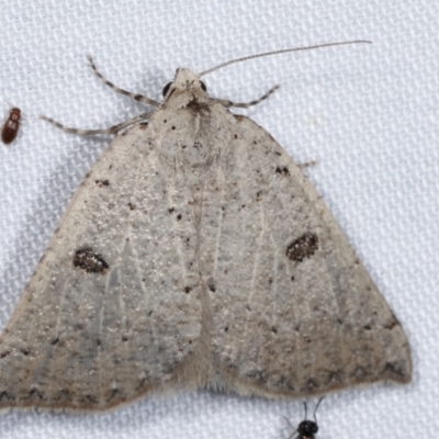 Amelora demistis (Pointed Cape-moth) at Paddys River, ACT - 12 Mar 2021 by kasiaaus