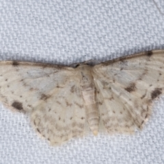 Idaea halmaea (Two-spotted Wave) at Tidbinbilla Nature Reserve - 12 Mar 2021 by kasiaaus