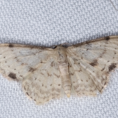 Idaea halmaea (Two-spotted Wave) at Paddys River, ACT - 12 Mar 2021 by kasiaaus