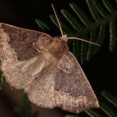 Amelora camptodes (Hooked Cape-moth) at Tidbinbilla Nature Reserve - 12 Mar 2021 by kasiaaus