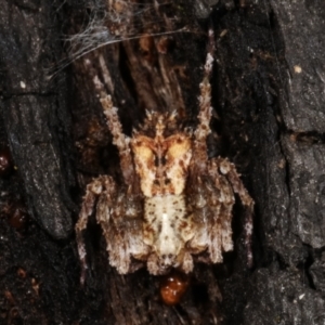 Stephanopis sp. (genus) at Paddys River, ACT - 12 Mar 2021