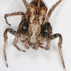 Stephanopis sp. (genus) at Paddys River, ACT - 12 Mar 2021