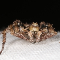 Stephanopis sp. (genus) at Paddys River, ACT - 12 Mar 2021