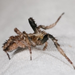 Stephanopis sp. (genus) at Paddys River, ACT - 12 Mar 2021 10:27 PM