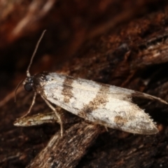 Lepidoscia characota (A Case moth (Psychidae) at Paddys River, ACT - 12 Mar 2021 by kasiaaus