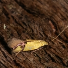 Opogona stereodyta (Tineid moth) at Tidbinbilla Nature Reserve - 12 Mar 2021 by kasiaaus