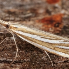 Hednota species near grammellus (Pyralid or snout moth) at Paddys River, ACT - 12 Mar 2021 by kasiaaus