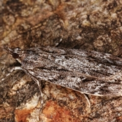 Crambidae sp. (family) (A crambid snout mouth) at Tidbinbilla Nature Reserve - 12 Mar 2021 by kasiaaus