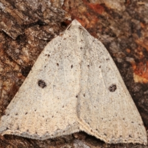 Amelora demistis at Paddys River, ACT - 12 Mar 2021