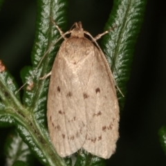 Garrha (genus) (A concealer moth) at Tidbinbilla Nature Reserve - 12 Mar 2021 by kasiaaus