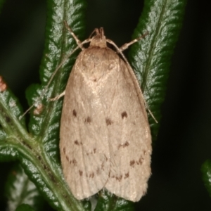 Garrha (genus) at Paddys River, ACT - 12 Mar 2021