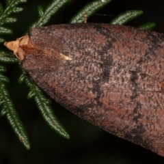 Fisera eribola (Orange-hooded Crest-moth) at Tidbinbilla Nature Reserve - 12 Mar 2021 by kasiaaus