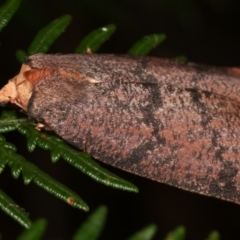 Fisera eribola at Paddys River, ACT - 12 Mar 2021