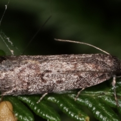 Palimmeces undescribed species nr hemiphanes (A Concealer moth) at Tidbinbilla Nature Reserve - 12 Mar 2021 by kasiaaus