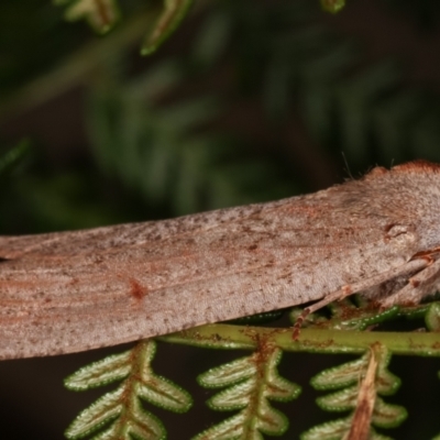 Paralaea (genus) at Paddys River, ACT - 12 Mar 2021 by kasiaaus