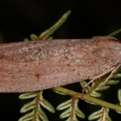 Paralaea (genus) at Paddys River, ACT - 12 Mar 2021 10:34 PM