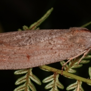Paralaea (genus) at Paddys River, ACT - 12 Mar 2021