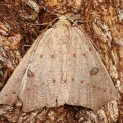 Unplaced biplaga (Acute Point Moth) at Paddys River, ACT - 12 Mar 2021 by kasiaaus