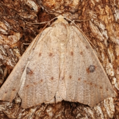 Unplaced biplaga (Acute Point Moth) at Paddys River, ACT - 12 Mar 2021 by kasiaaus