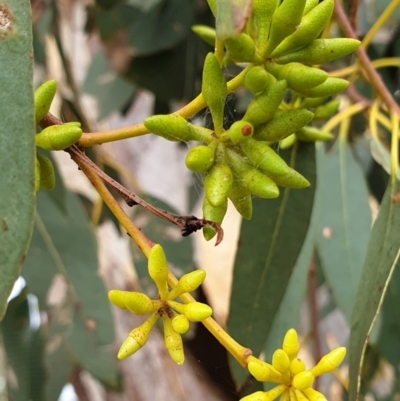 Eucalyptus blakelyi (Blakely's Red Gum) at Mount Painter - 7 Mar 2021 by drakes
