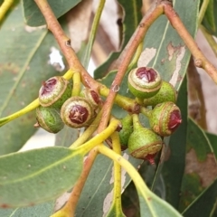 Eucalyptus blakelyi at Mount Painter - 8 Mar 2021