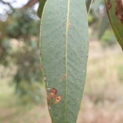 Eucalyptus blakelyi at Mount Painter - 8 Mar 2021 08:56 AM