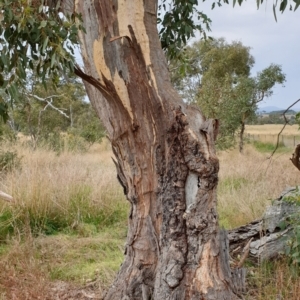 Eucalyptus blakelyi at Mount Painter - 8 Mar 2021