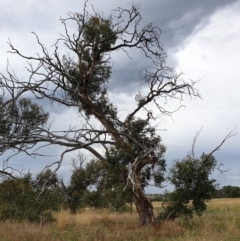 Eucalyptus blakelyi at Mount Painter - 8 Mar 2021 08:56 AM