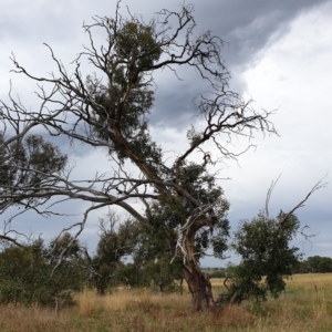 Eucalyptus blakelyi at Mount Painter - 8 Mar 2021 08:56 AM