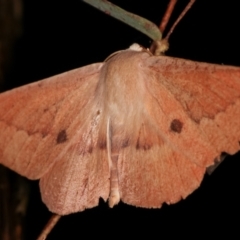 Monoctenia falernaria (Patched Leaf Moth) at Tidbinbilla Nature Reserve - 12 Mar 2021 by kasiaaus