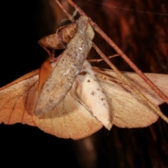 Monoctenia falernaria at Paddys River, ACT - 12 Mar 2021