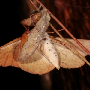 Monoctenia falernaria at Paddys River, ACT - 12 Mar 2021 10:45 PM