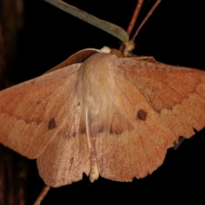 Monoctenia falernaria at Paddys River, ACT - 12 Mar 2021