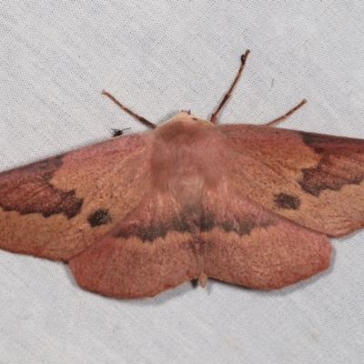 Monoctenia falernaria (Patched Leaf Moth) at Paddys River, ACT - 12 Mar 2021 by kasiaaus