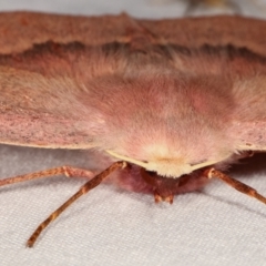 Monoctenia falernaria at Paddys River, ACT - 12 Mar 2021