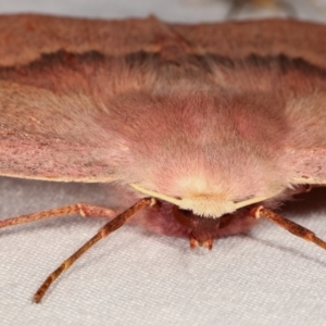 Monoctenia falernaria at Paddys River, ACT - 12 Mar 2021 11:22 PM