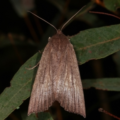 Palleopa innotata (Finely-streaked Crest-moth) at Tidbinbilla Nature Reserve - 12 Mar 2021 by kasiaaus