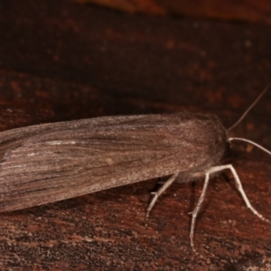 Palleopa innotata at Paddys River, ACT - 12 Mar 2021