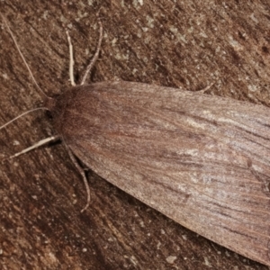 Palleopa innotata at Paddys River, ACT - 12 Mar 2021