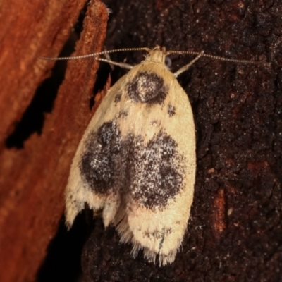Garrha ocellifera (A concealer moth) at Tidbinbilla Nature Reserve - 12 Mar 2021 by kasiaaus