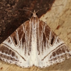 Phrataria replicataria (Pale Phrataria) at Tidbinbilla Nature Reserve - 12 Mar 2021 by kasiaaus