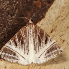 Phrataria replicataria at Paddys River, ACT - 12 Mar 2021