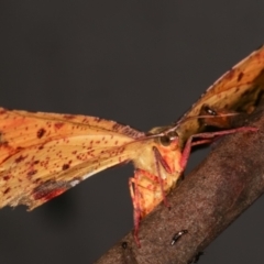 Parepisparis lutosaria (Bright Twisted Moth) at Paddys River, ACT - 12 Mar 2021 by kasiaaus