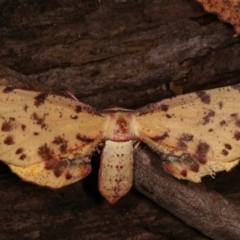 Parepisparis lutosaria at Paddys River, ACT - 12 Mar 2021